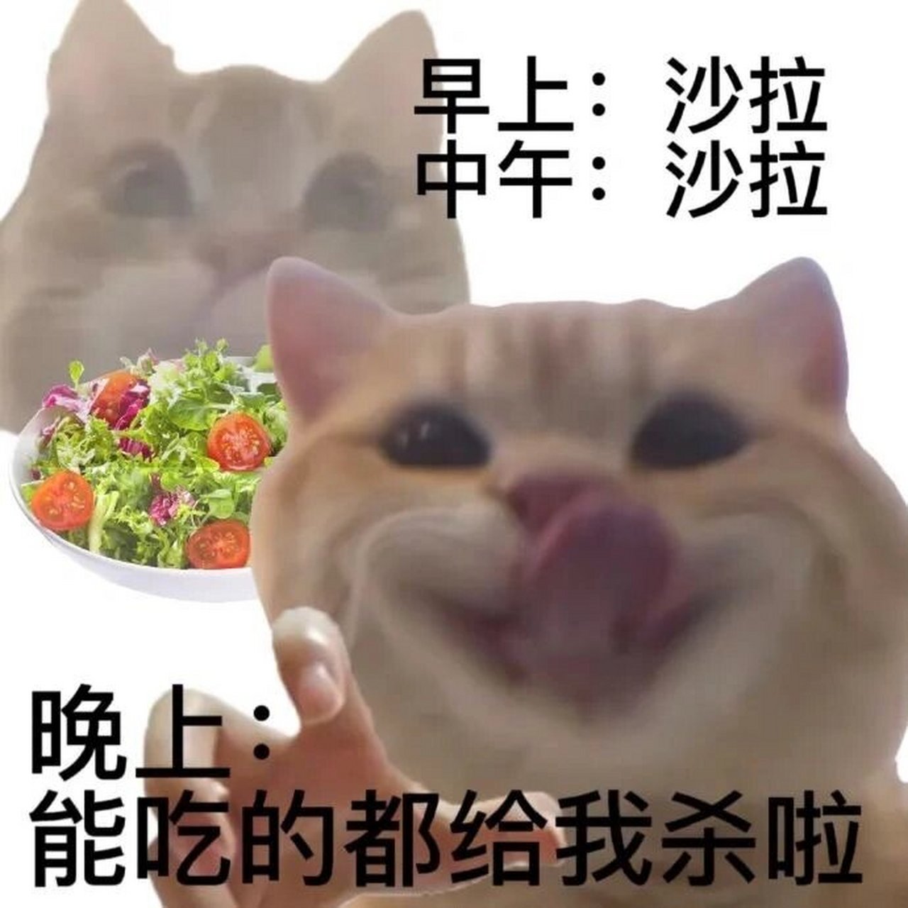 猫咪减肥表情包图片