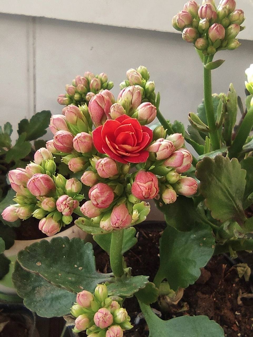 长寿花红狐狸 1234是红狐狸567是火狐狸89是红宝石,刚买的红狐狸怎么