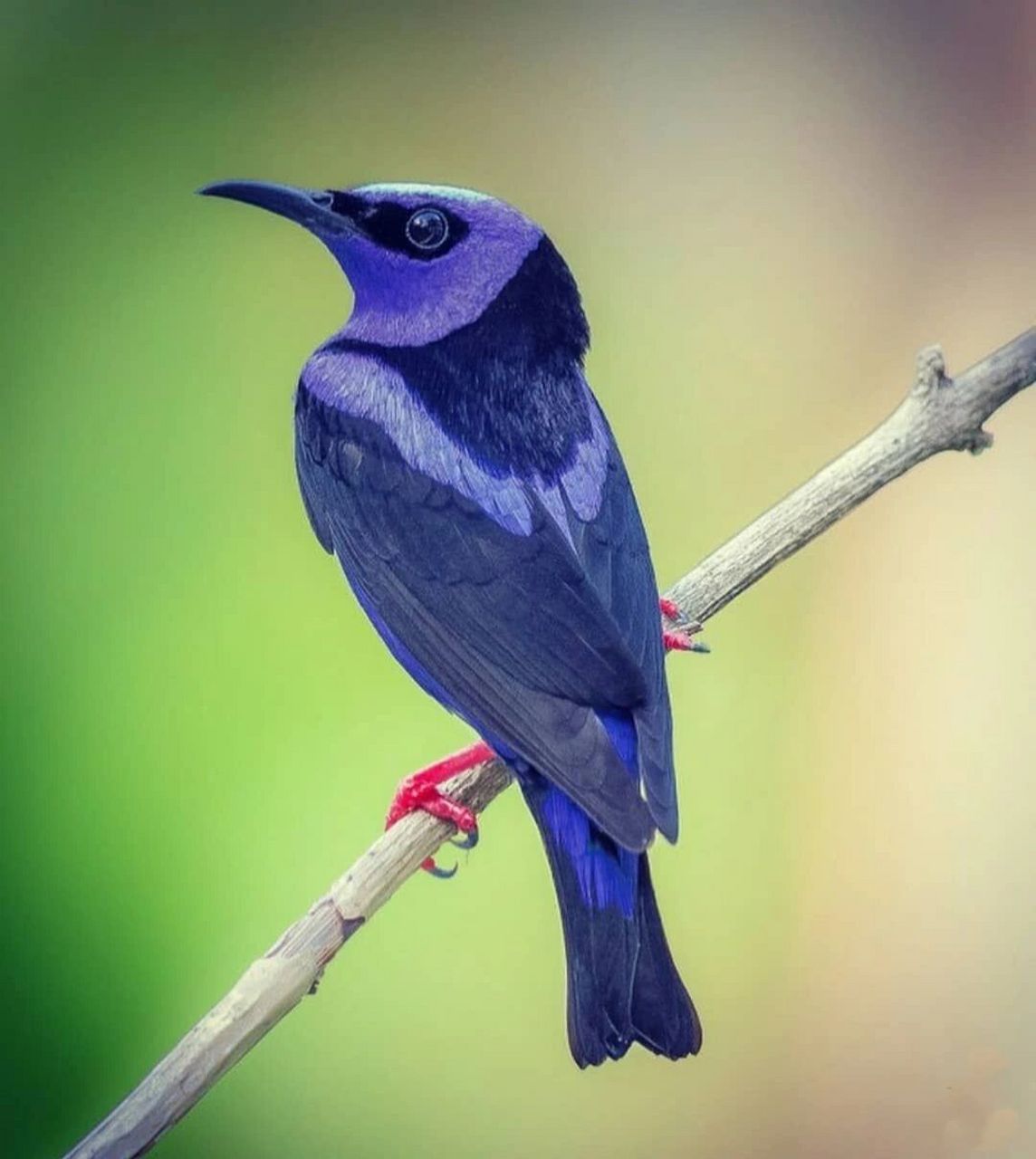 红脚旋蜜雀 #保护动物# #鸟类# #观鸟# #红脚旋蜜雀