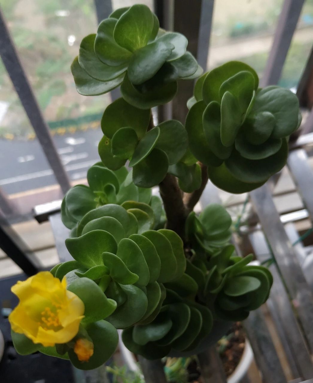 金钱木开花啦 从小苗到差点养不活,重生后到换盆,今天开第二朵花94