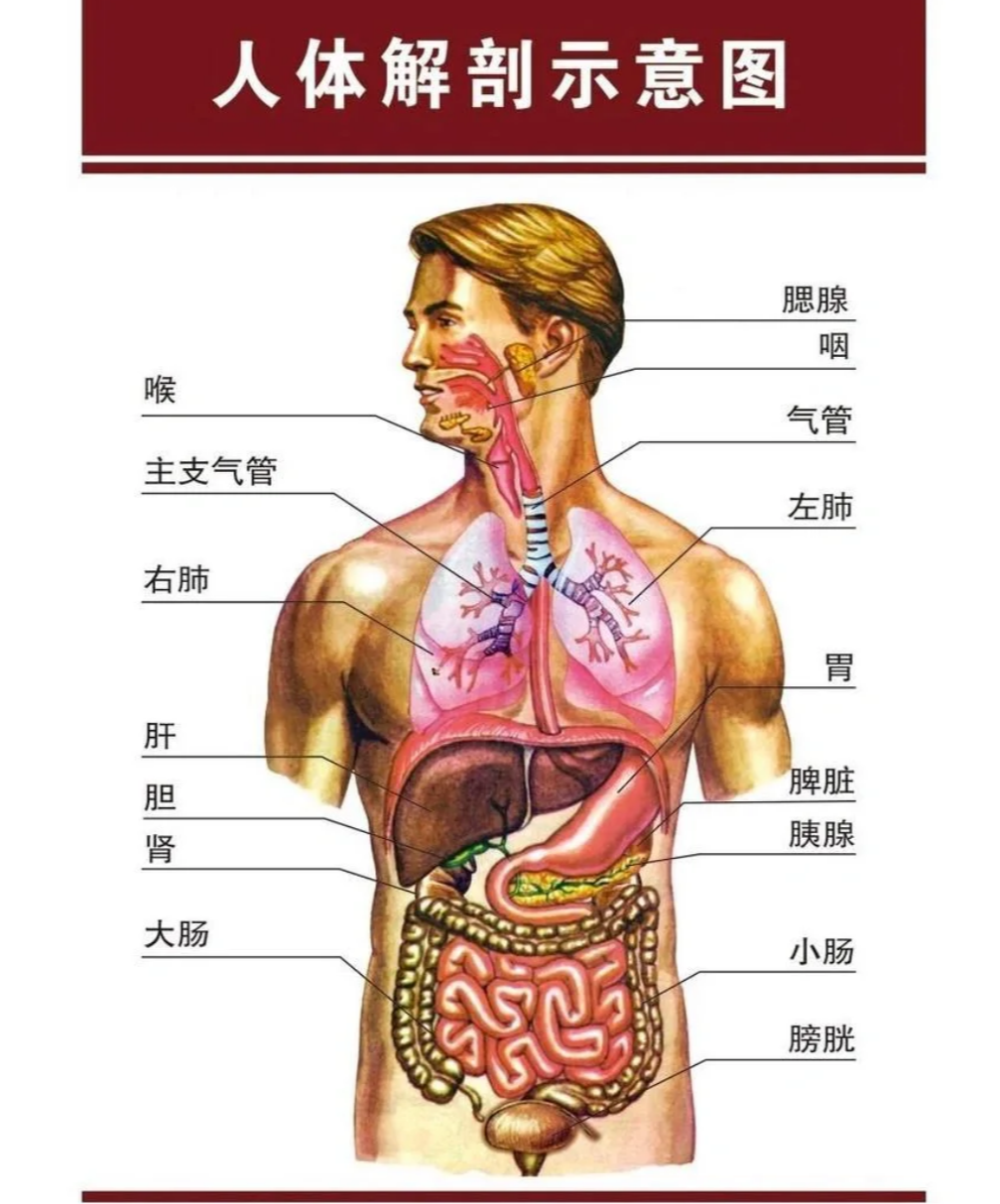 肝脏是人体最大的代谢器官,负责处理蛋白质,脂肪和碳水化合物的代谢