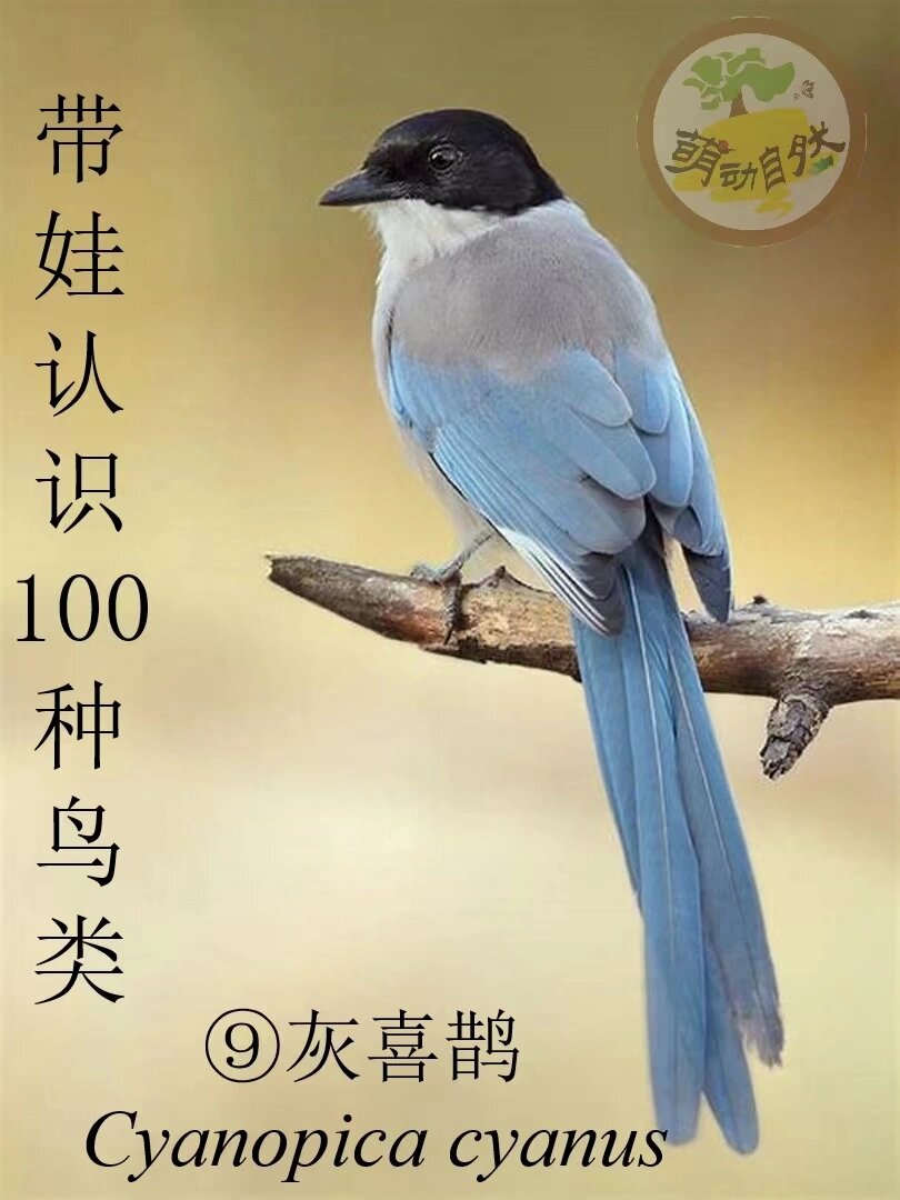 【博物系列②】认识100种鸟类--灰喜鹊