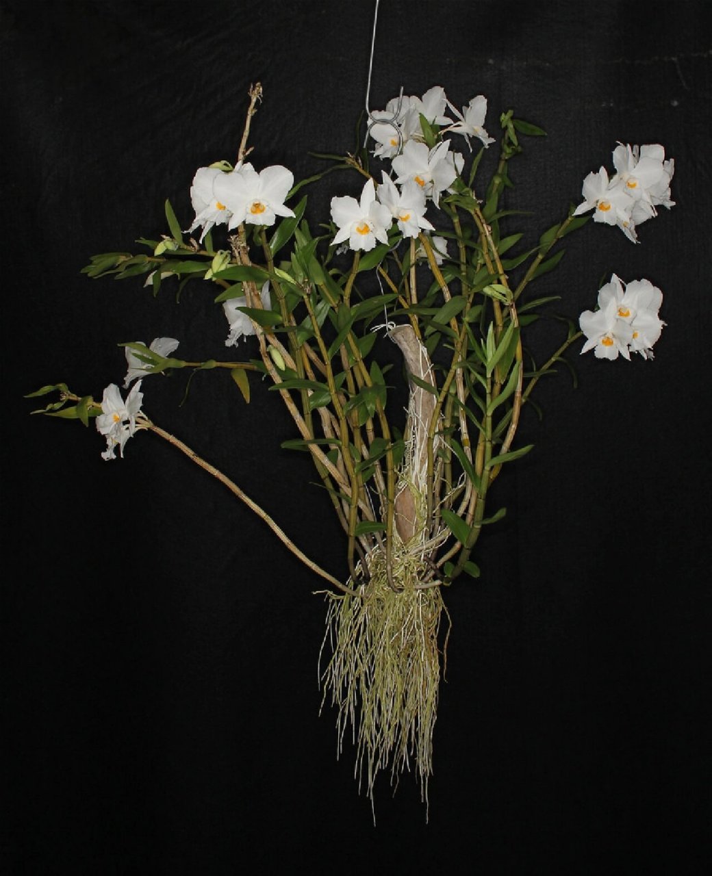 高山石斛 14,dendrobium infundibulum高山石斛,产地:中国,印度