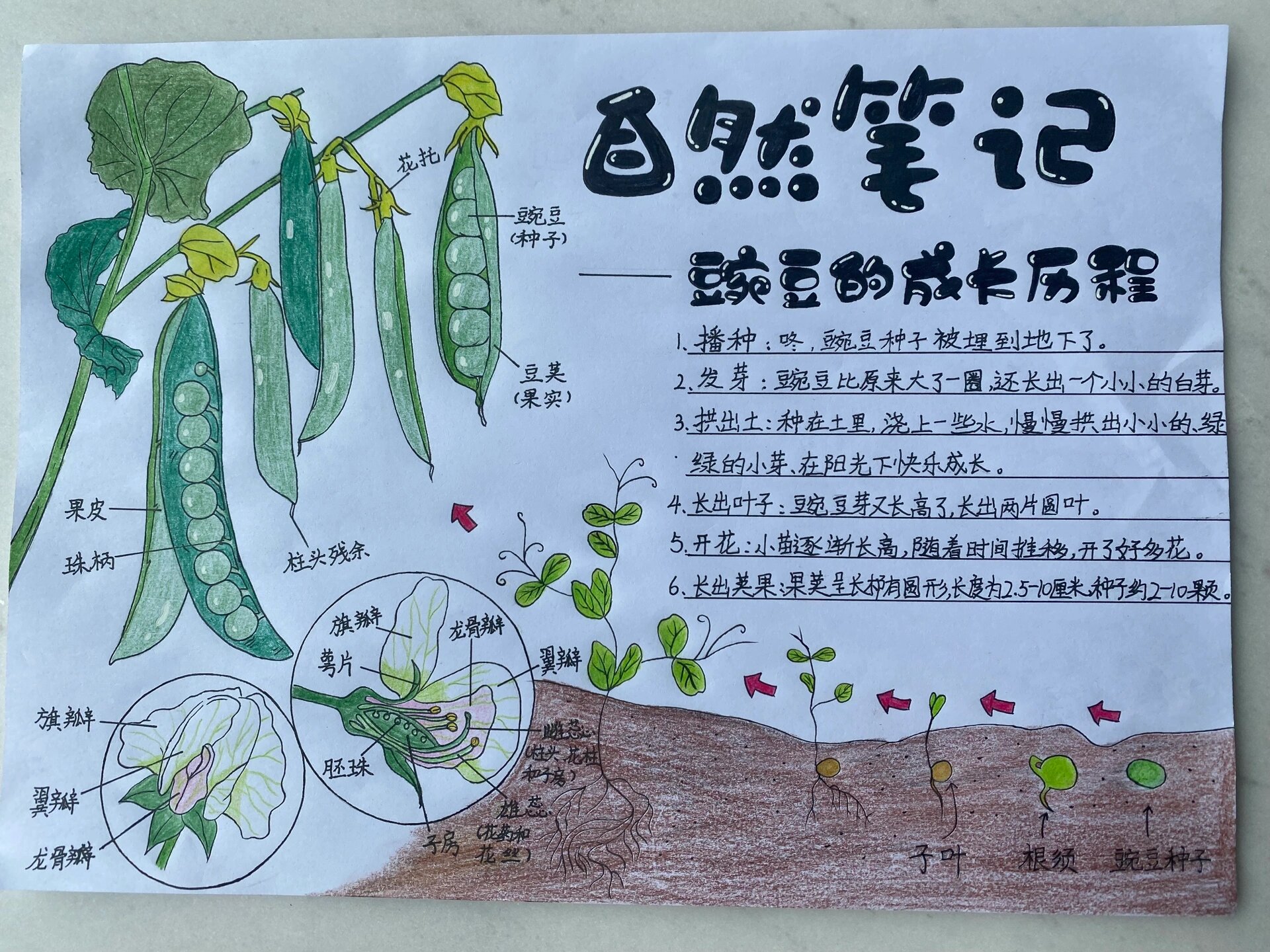 自然笔记 小学三年级手抄报