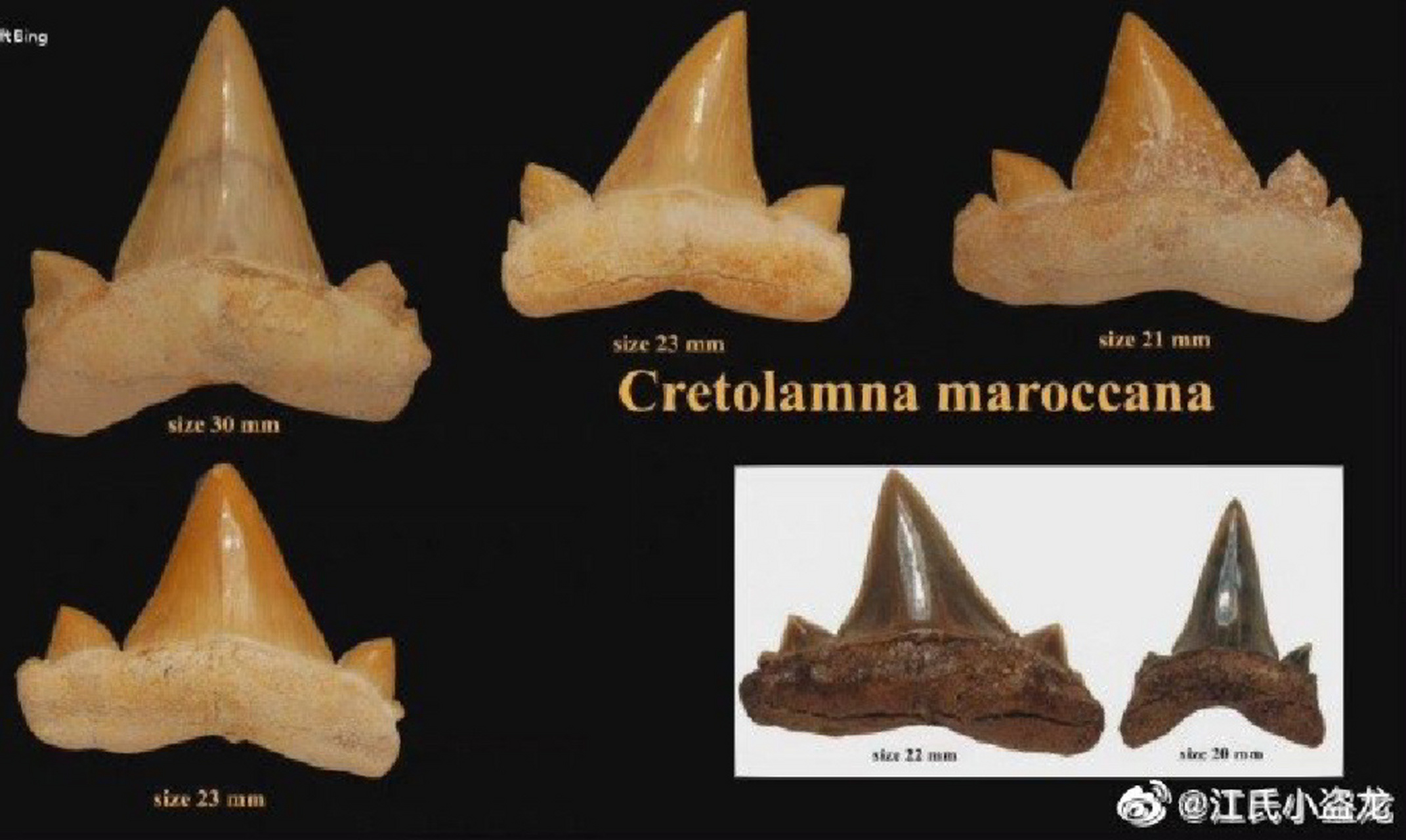 【古生物化石】白垩鼠鲨牙齿化石 #古生物# #白垩纪# #化石# #化石