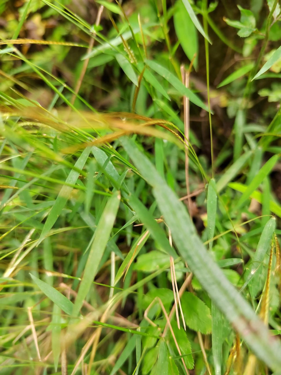 看见了不远处有金丝草,一阵阵风吹过飘飘荡荡的!