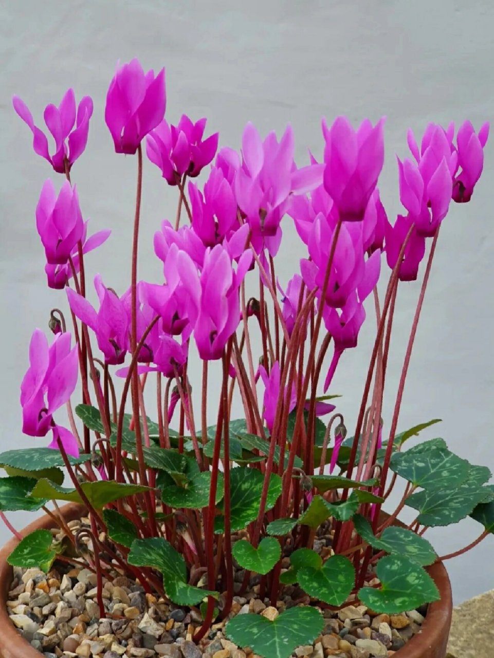 仙客来的种植养护及注意事项 仙客来是报春花科仙客来属多年生草本