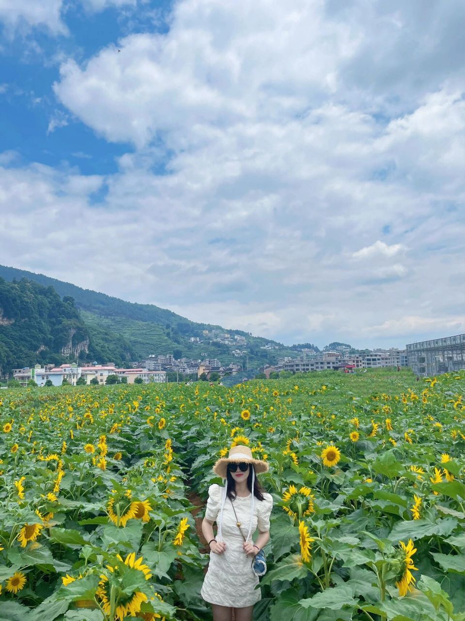 凯里的向日葵花海97 建议出太阳去 因为向日葵才会抬头 进园记得做
