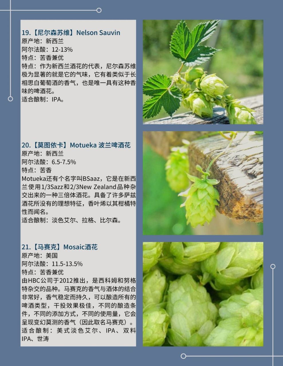 常识 啤酒花(也叫蛇麻)是酿造啤酒的4大基本原料之一(其他原料是麦芽