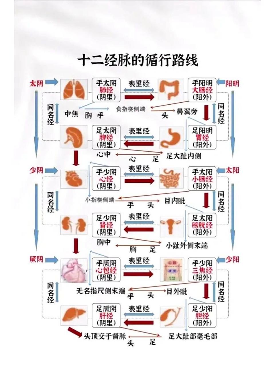 十二经脉循行路线图     循行口诀: 肺大胃脾心小肠 膀肾包焦胆肝藏