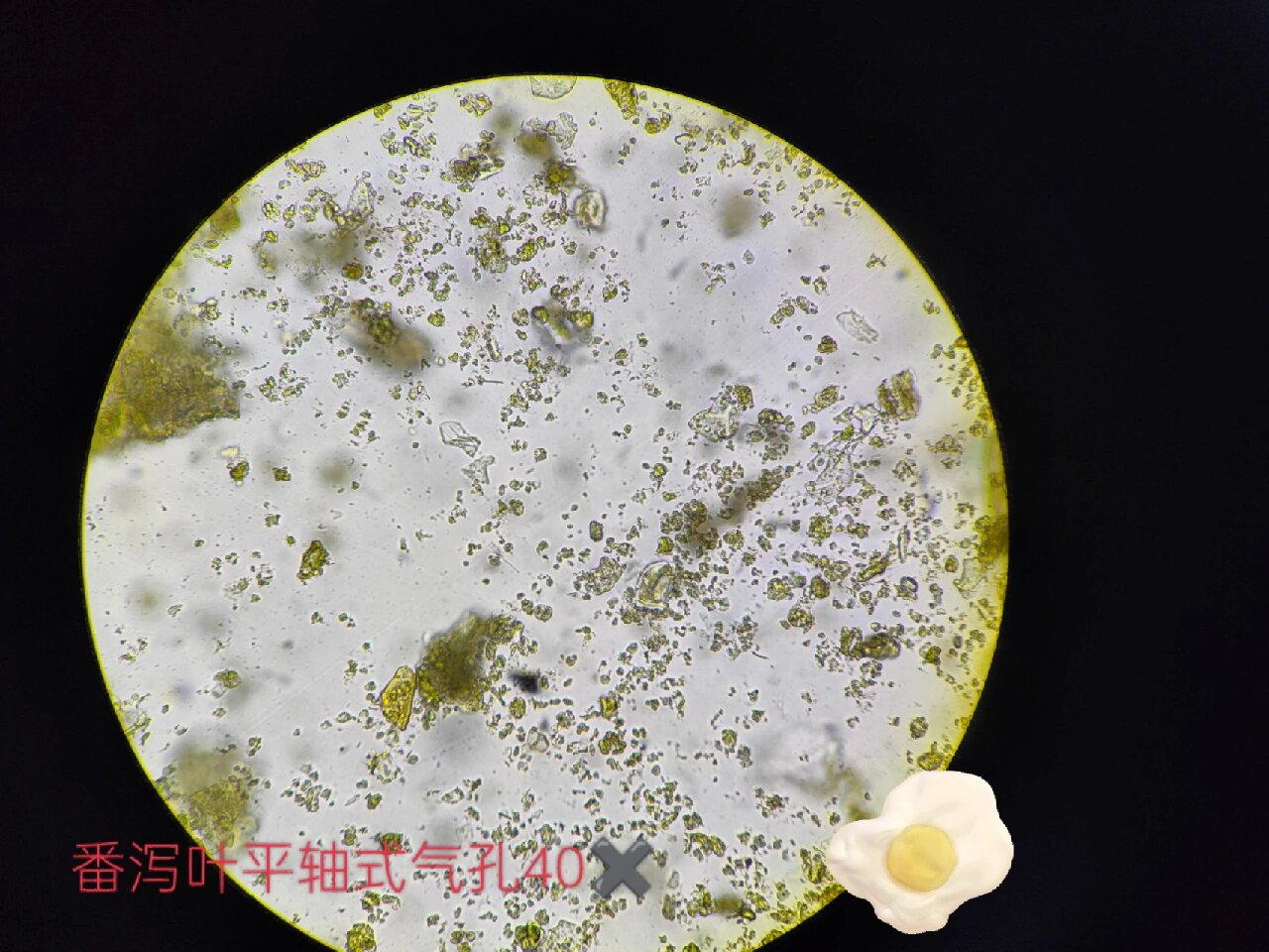 中药粉末特征 番泻叶(晶鞘纤维,平轴式气孔,表皮组织) 红花(分泌细胞