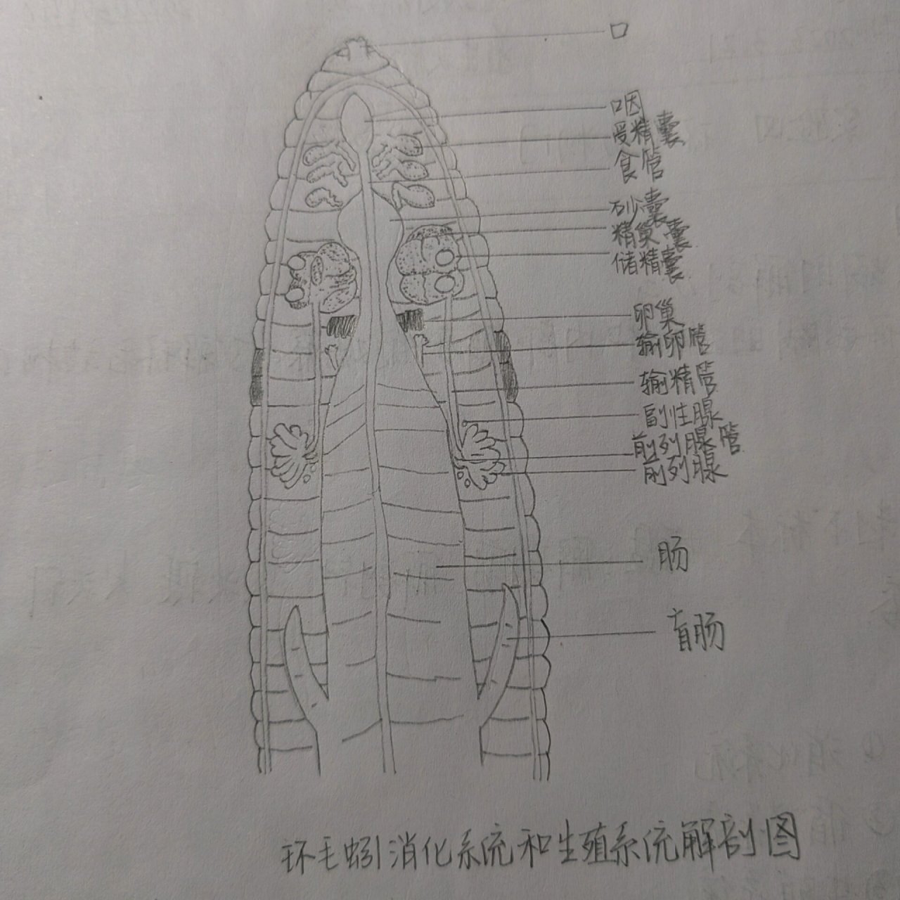 环毛蚓解剖结构图图片