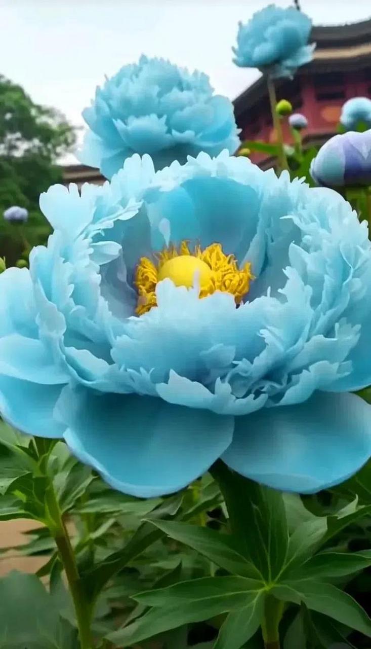 蓝牡丹绽放,富贵盛开