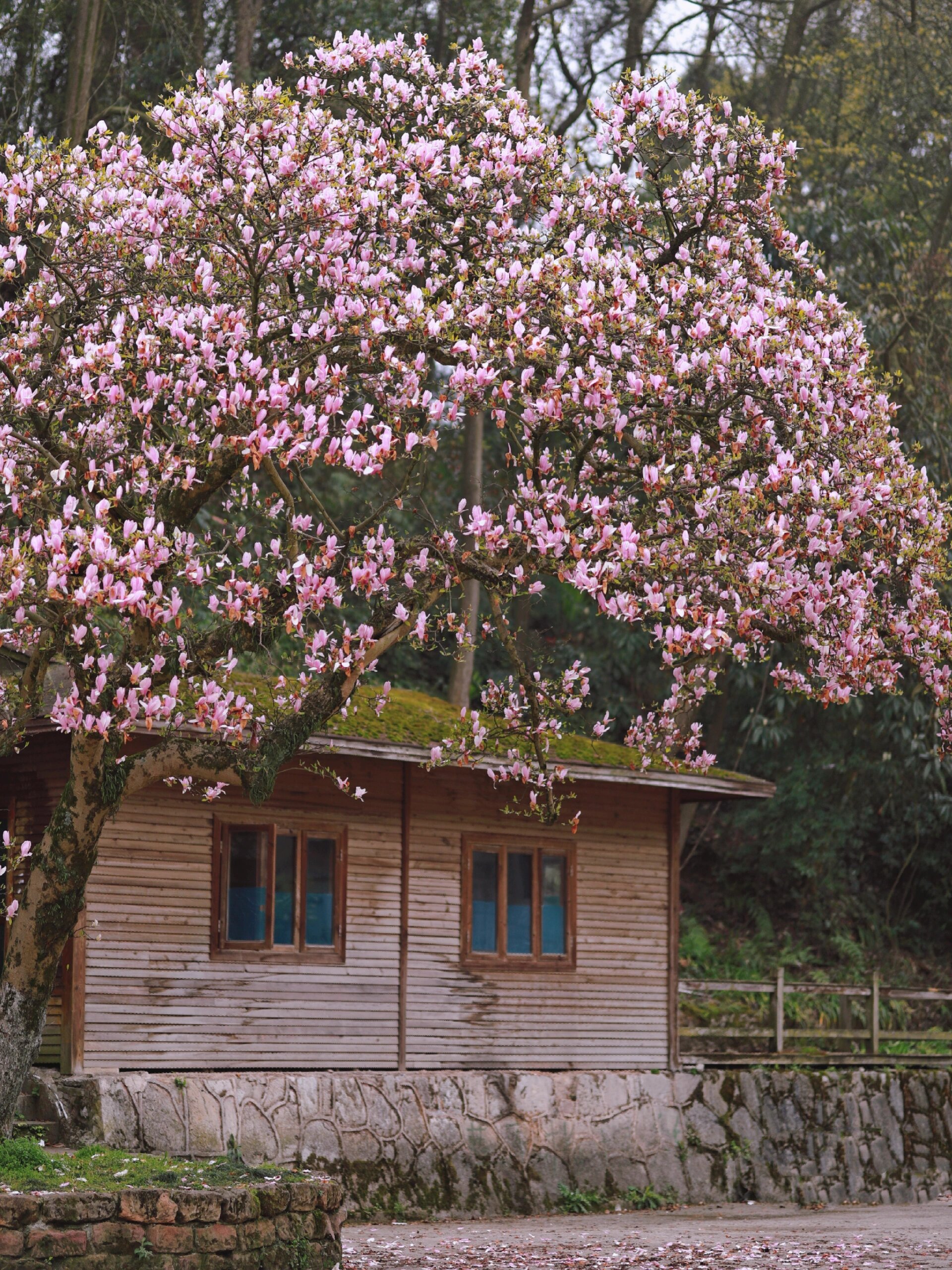 贵州省植物园的百年玉兰