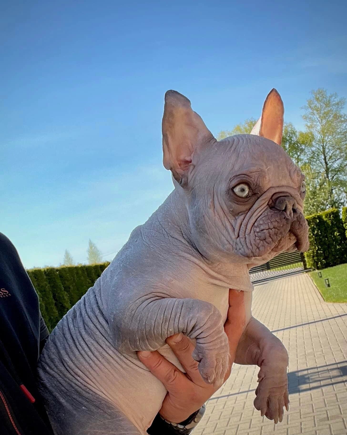 无毛法国斗牛犬 😂😂 这是你们嘴中的爱护狗的老外繁殖的 张嘴就