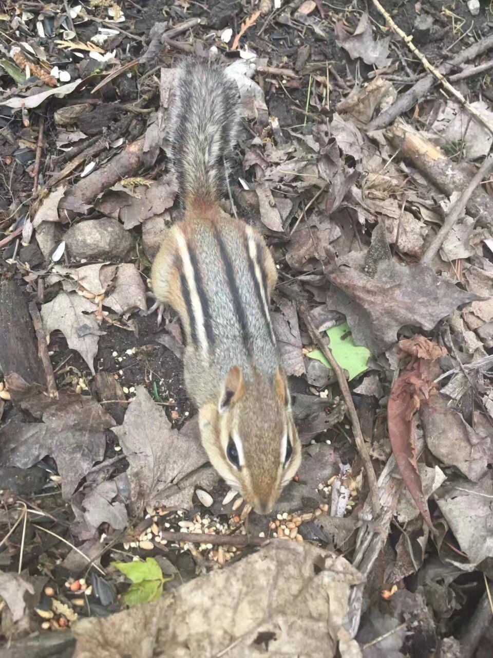 9896多伦多|野生金花鼠9715