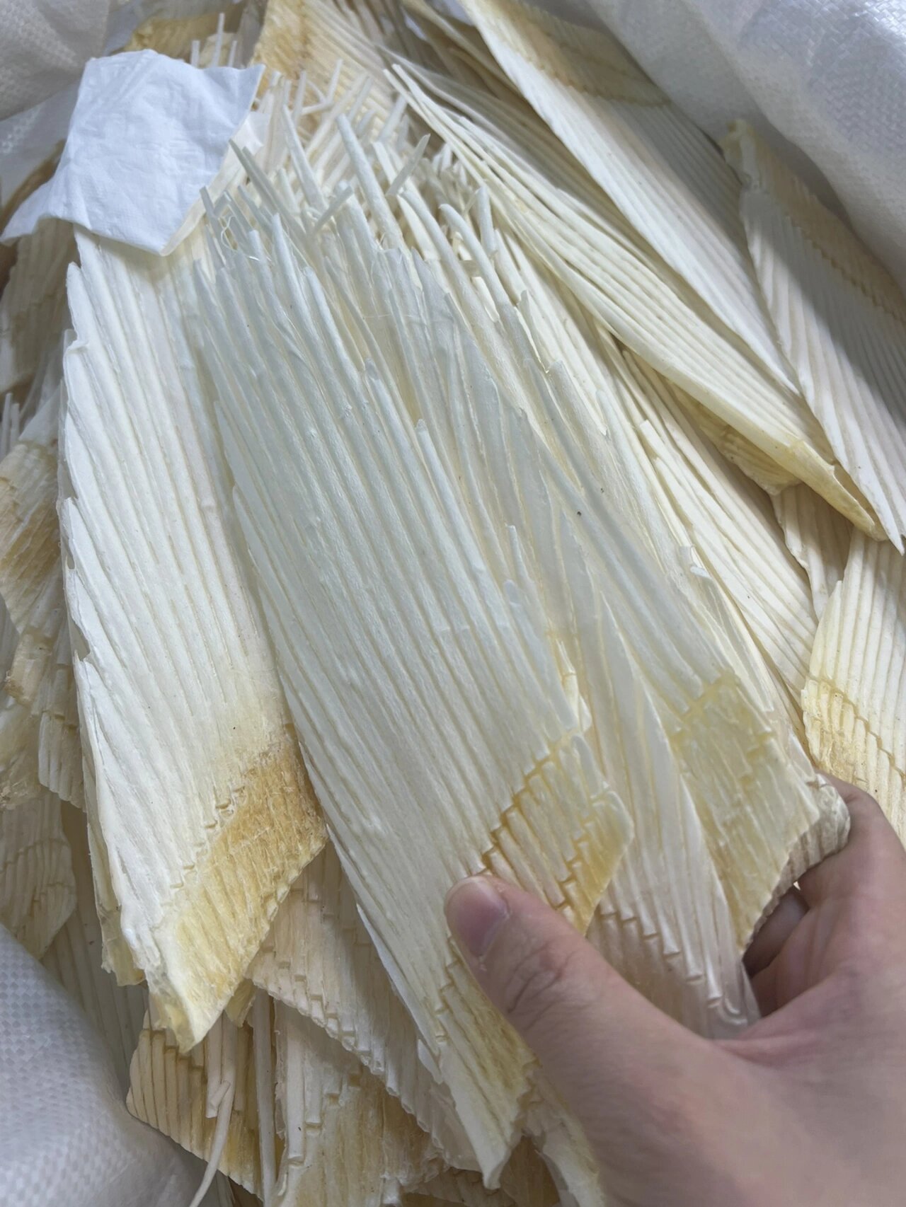 特大鲨鱼翅骨  鱼翅骨 足干88一斤 10斤起批 煲汤特别的鲜.