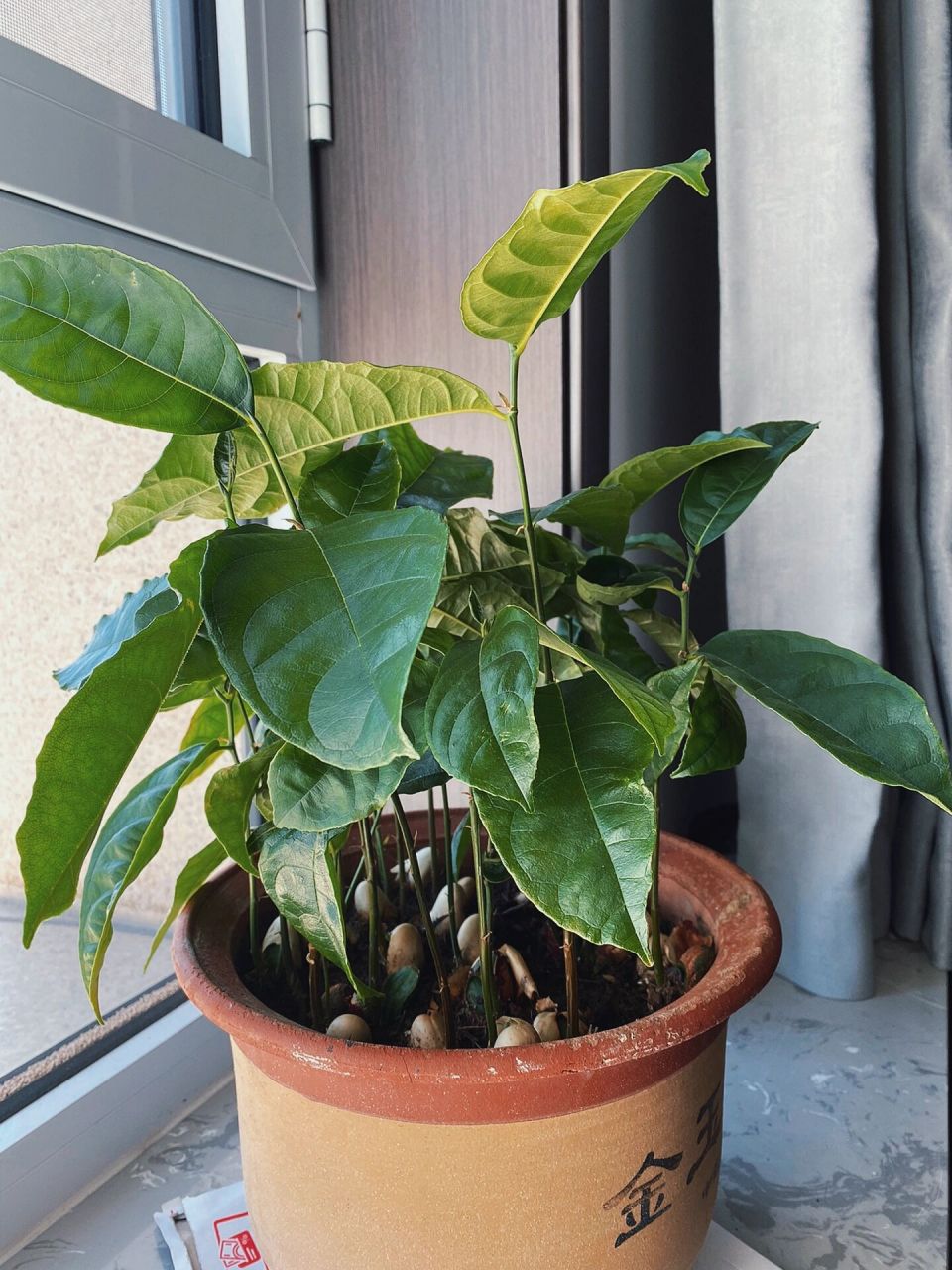 菠萝蜜盆栽 菠萝蜜盆栽 免费的盆栽来啦 吃完的菠萝蜜 核不要丢 1.