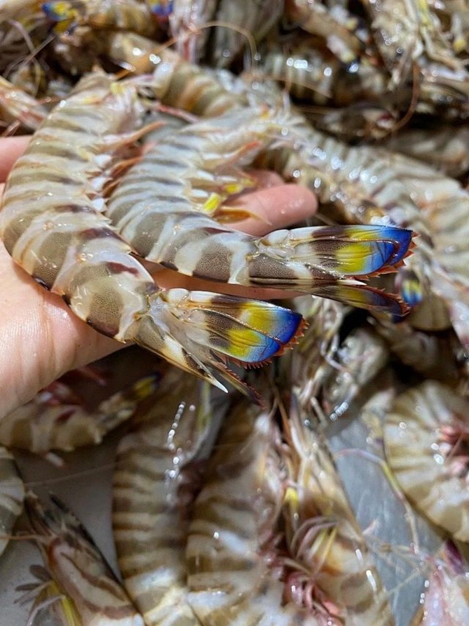 虾中"爱马仕"——竹节虾 竹节虾又名花虾,花尾虾,斑节虾 竹节虾是来自