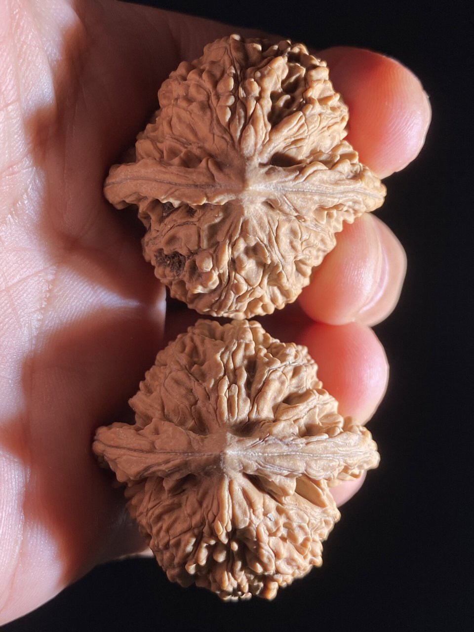 不走酱的房山霞云岭狮子头7515 筋粗,秋后下树自然离皮,尺寸涨手