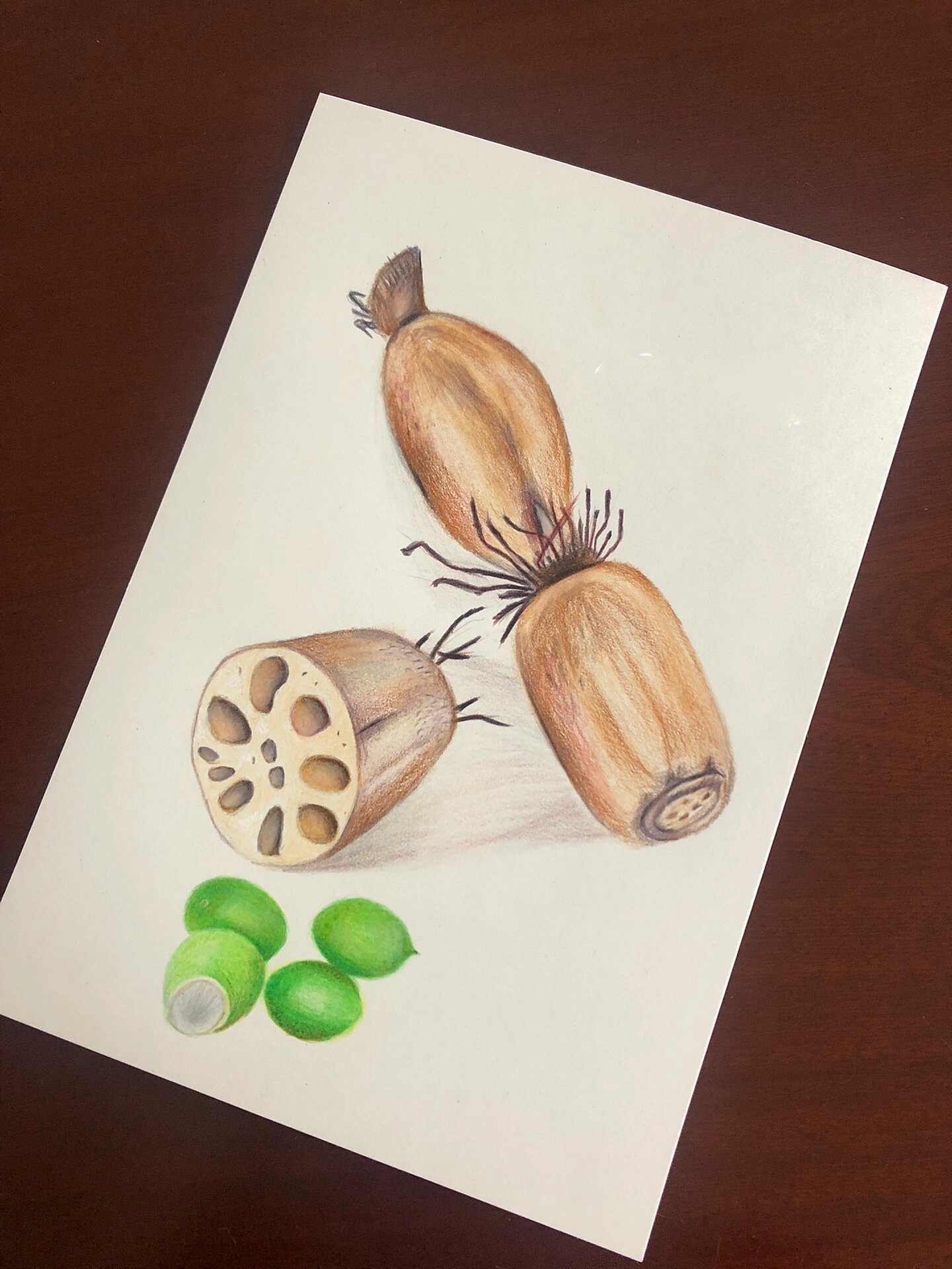 彩铅—蔬菜之莲藕(附起型及过程图)