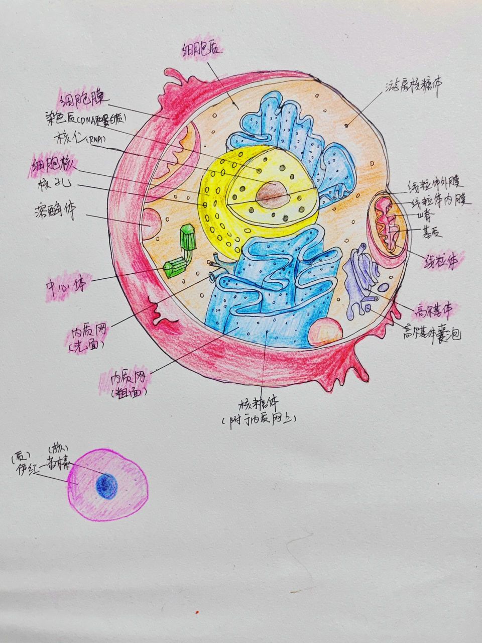 细胞结构图高中手绘图片