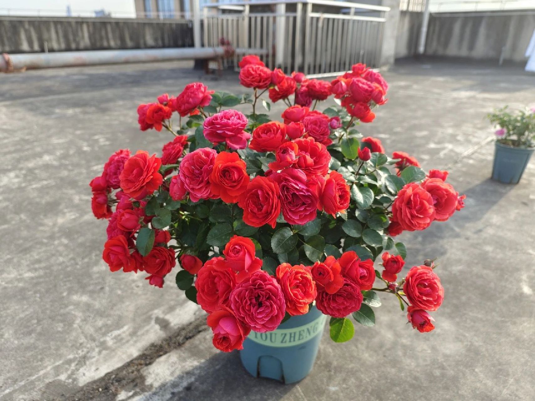 奇卡门廊月季真的太优秀了! 分支也好!耐晒花期长,yyds!