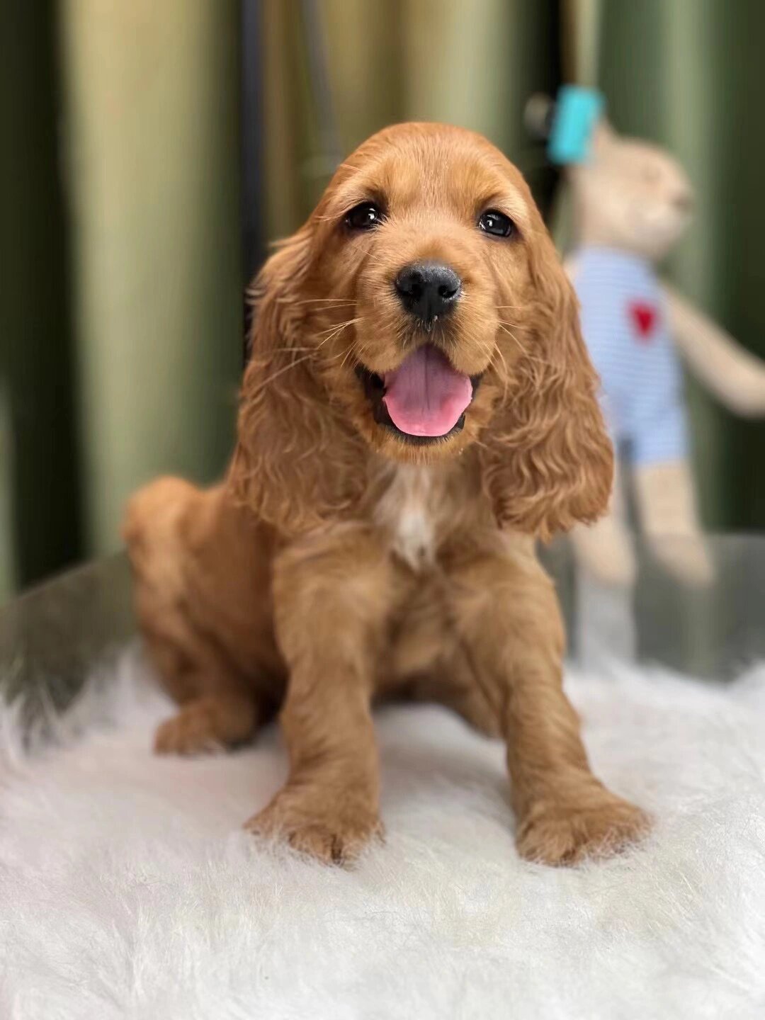 可卡犬 英卡 一公一母