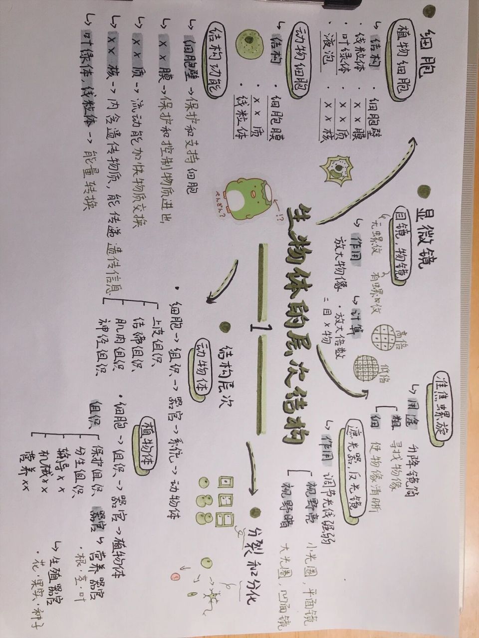 98初中生物复习|生物体的结构层次 老师布置的作业哎就发上来了