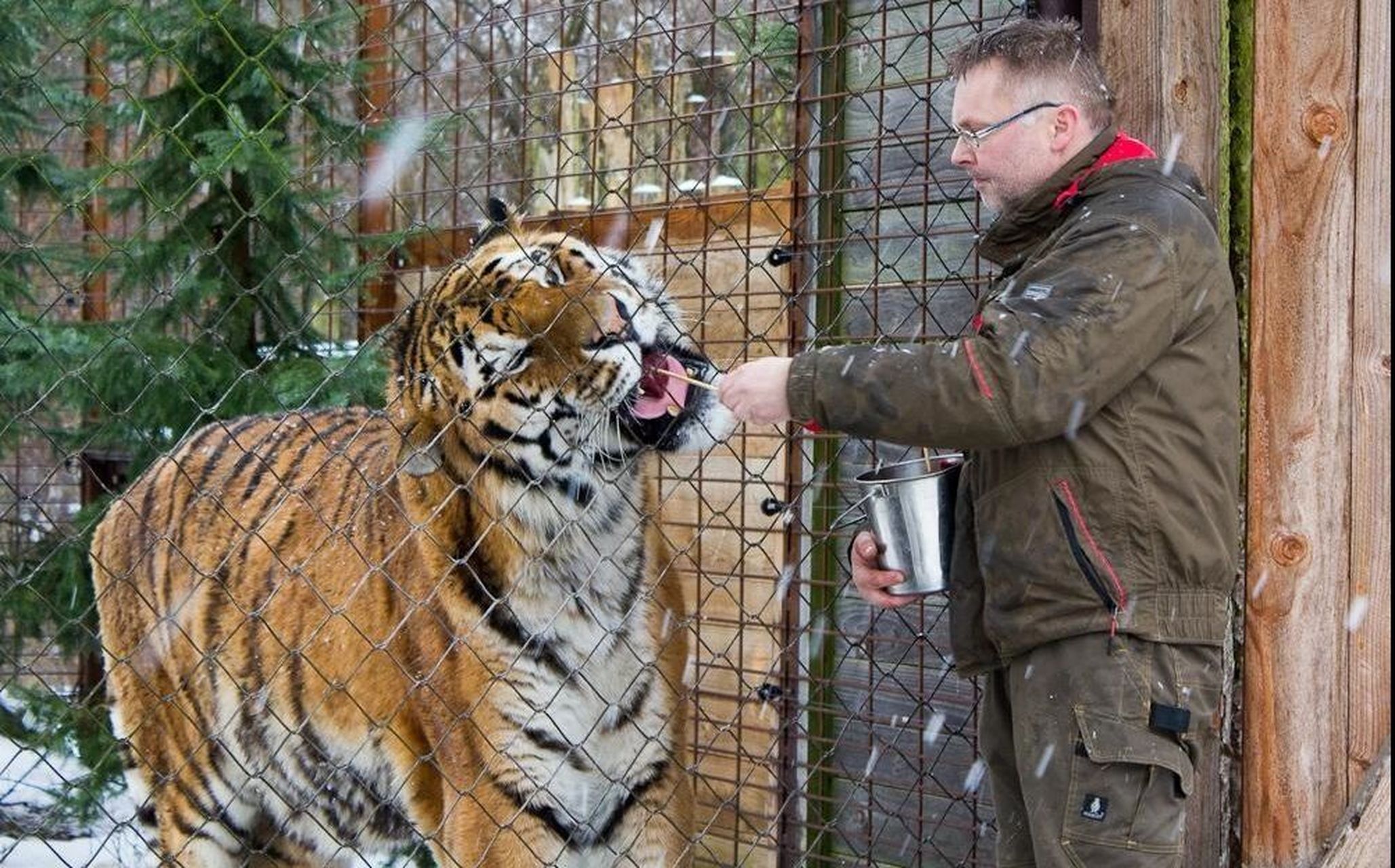 【灭绝巨兽与今天的亲戚】昂栋虎 #老虎# #动物# #古生物# #科普