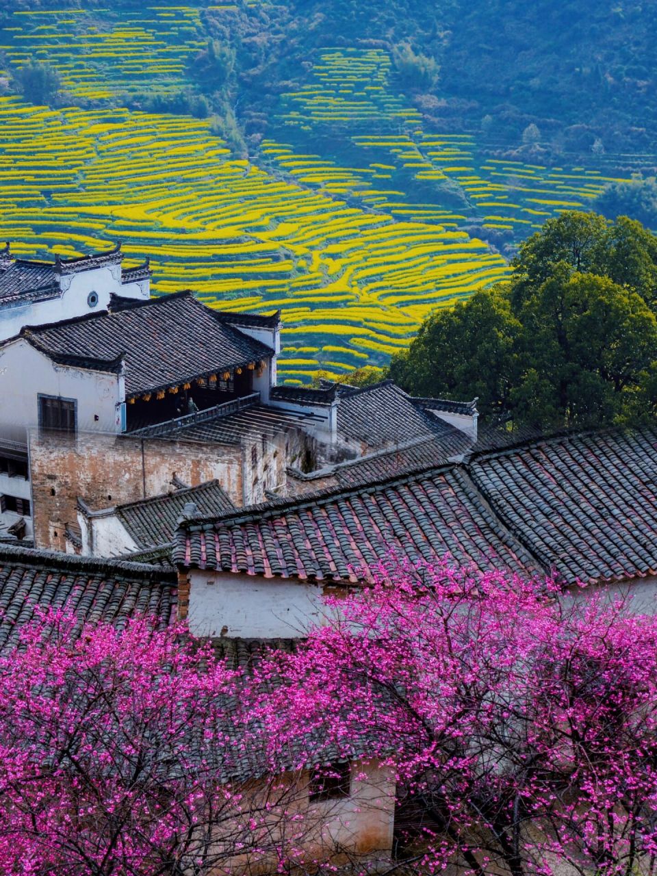 99婺源篁岭 位于江西上饶婺源县篁岭村 篁岭被誉为"全球十大酌览