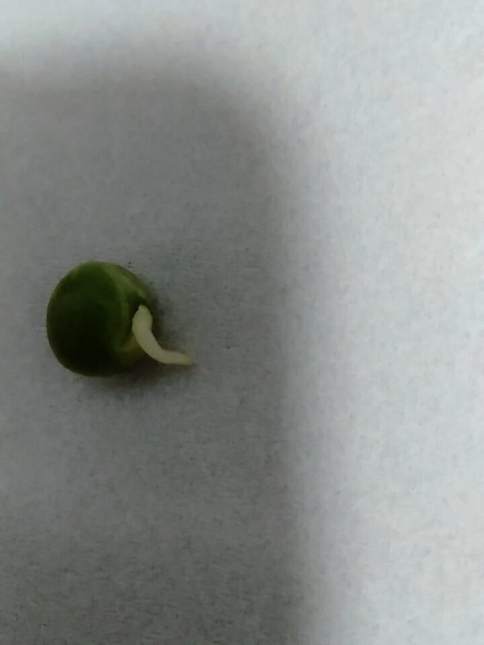 发芽的豌豆还能吃吗?