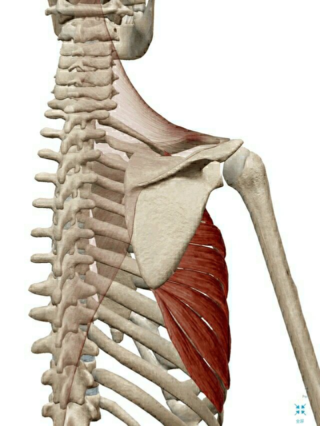 肌肉解剖~前锯肌 前锯肌起自第1～9肋骨,止于肩胛骨的脊柱缘.