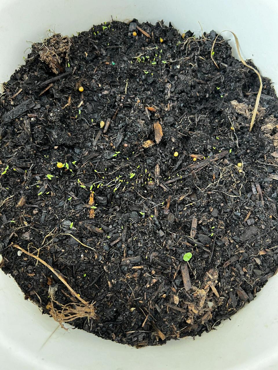 冰菜催芽 种菜还是要先催芽.