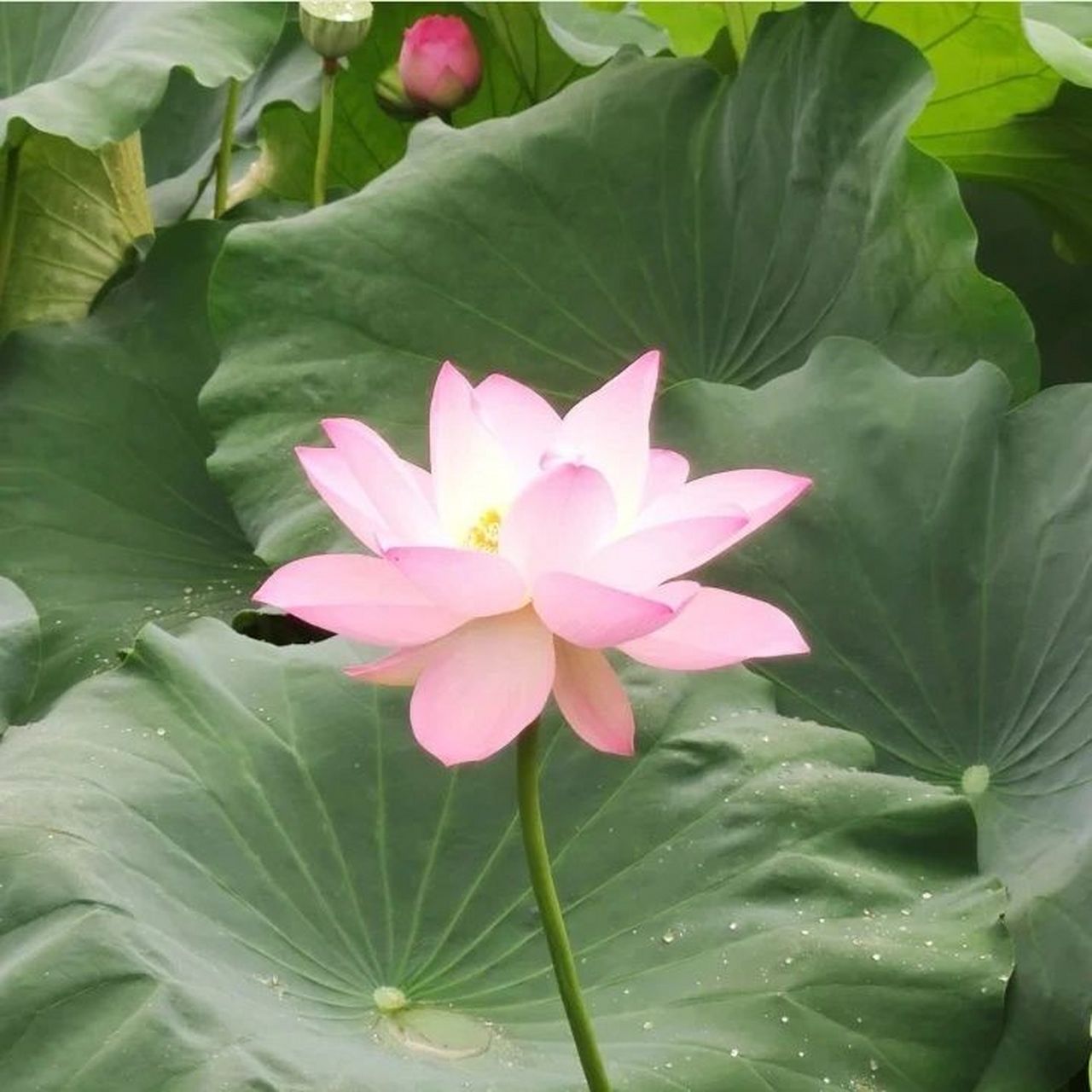 适合家长的头像 [笑哭]