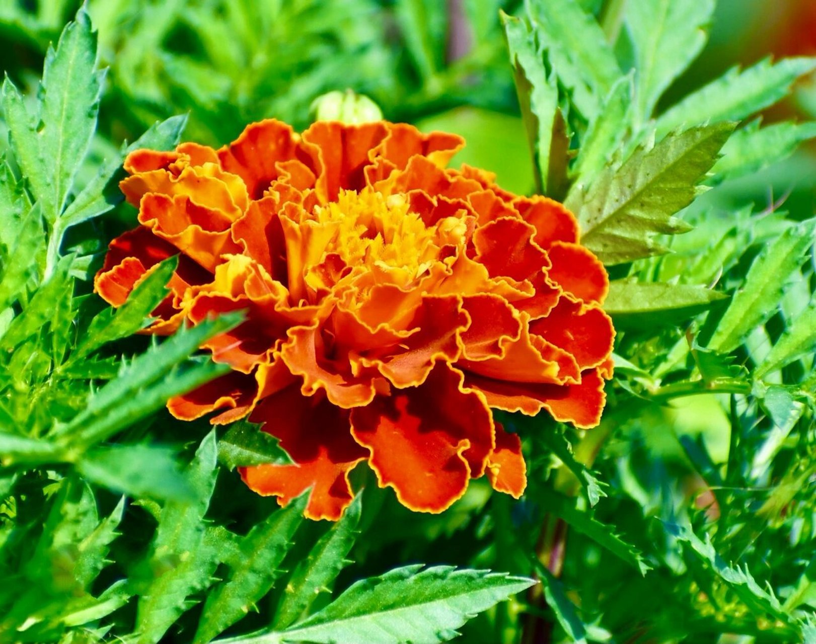 外秀惠中的孔雀草(万寿菊) 这让人惊艳的美,不仅吸引各种昆虫,也深深