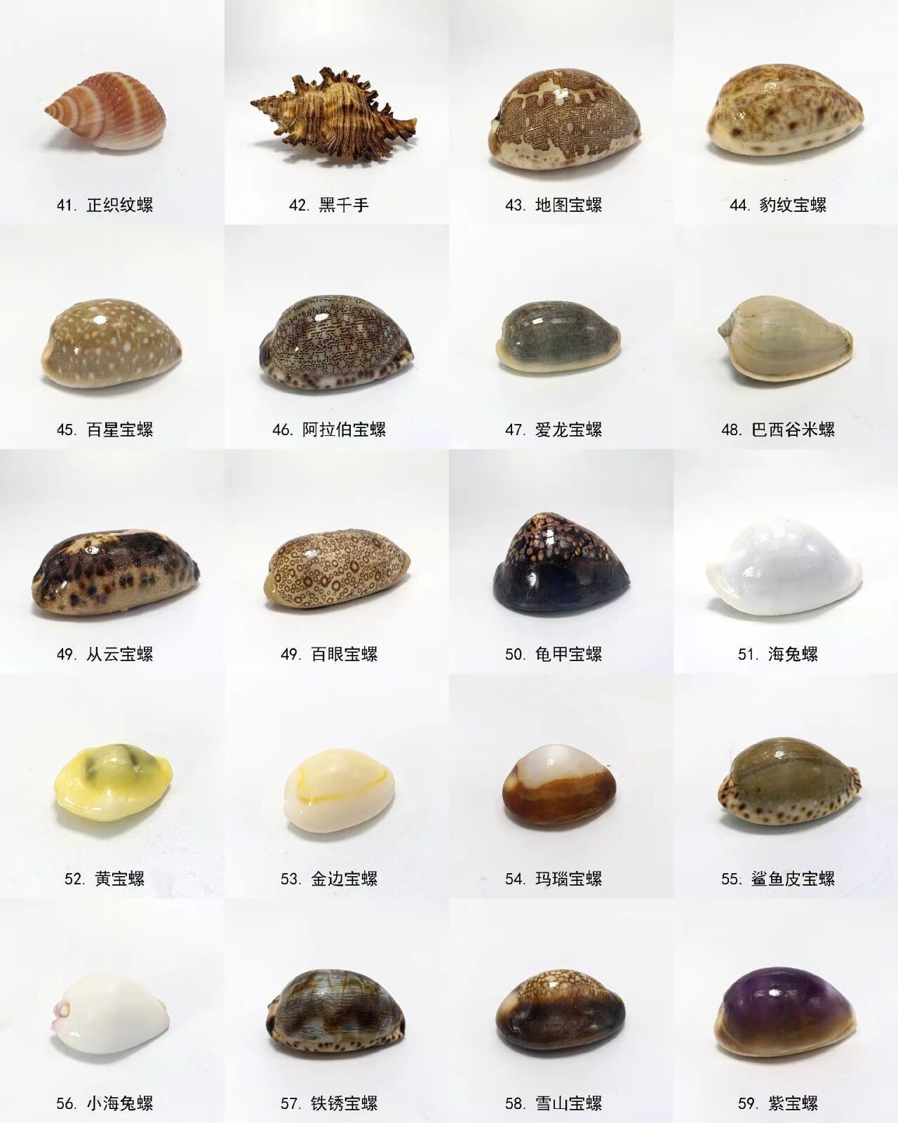 海螺贝壳标本 灵山岛的贝壳屋,有条件一定也自己装饰一个壮观.