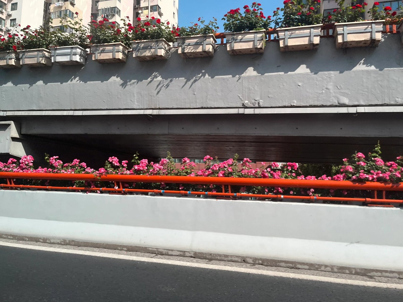 上海高架上种的花花都是什么品种啊 颜色都好漂亮啊