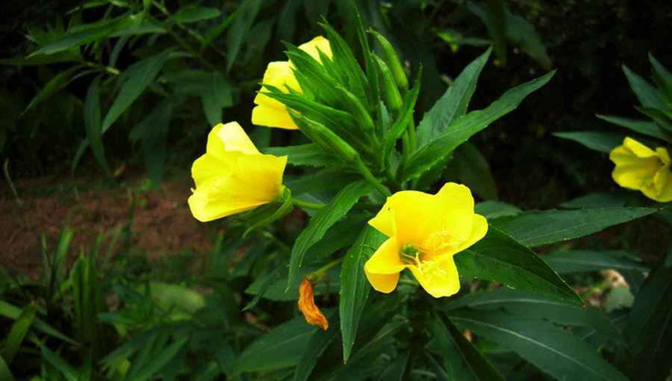 依米花是十分神奇美丽的小花,花语为奇迹,可送人期盼奇迹的发生.