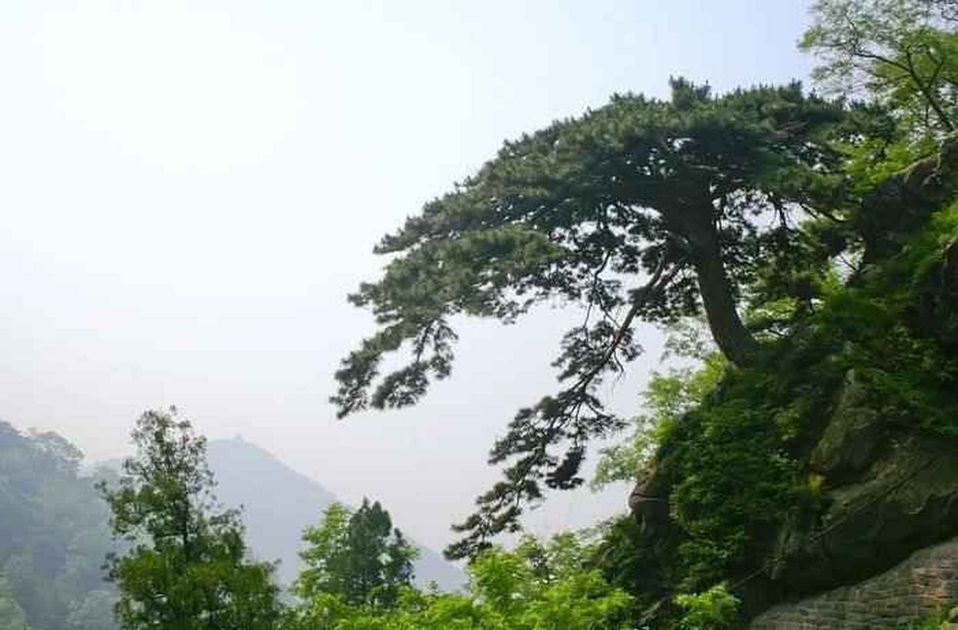 景观松种植：绿化园林的秘密英雄
