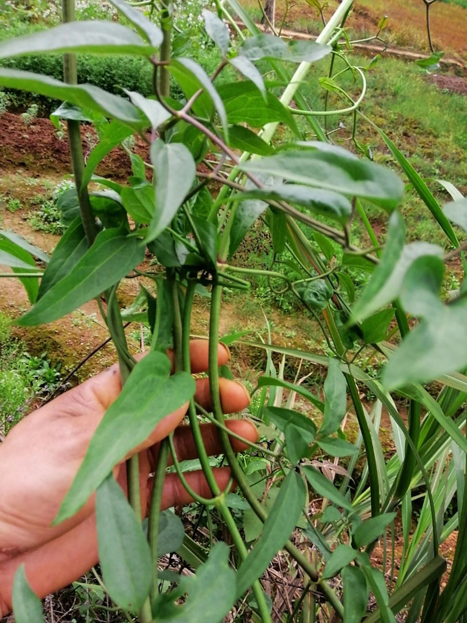 中草药介绍 老虎须