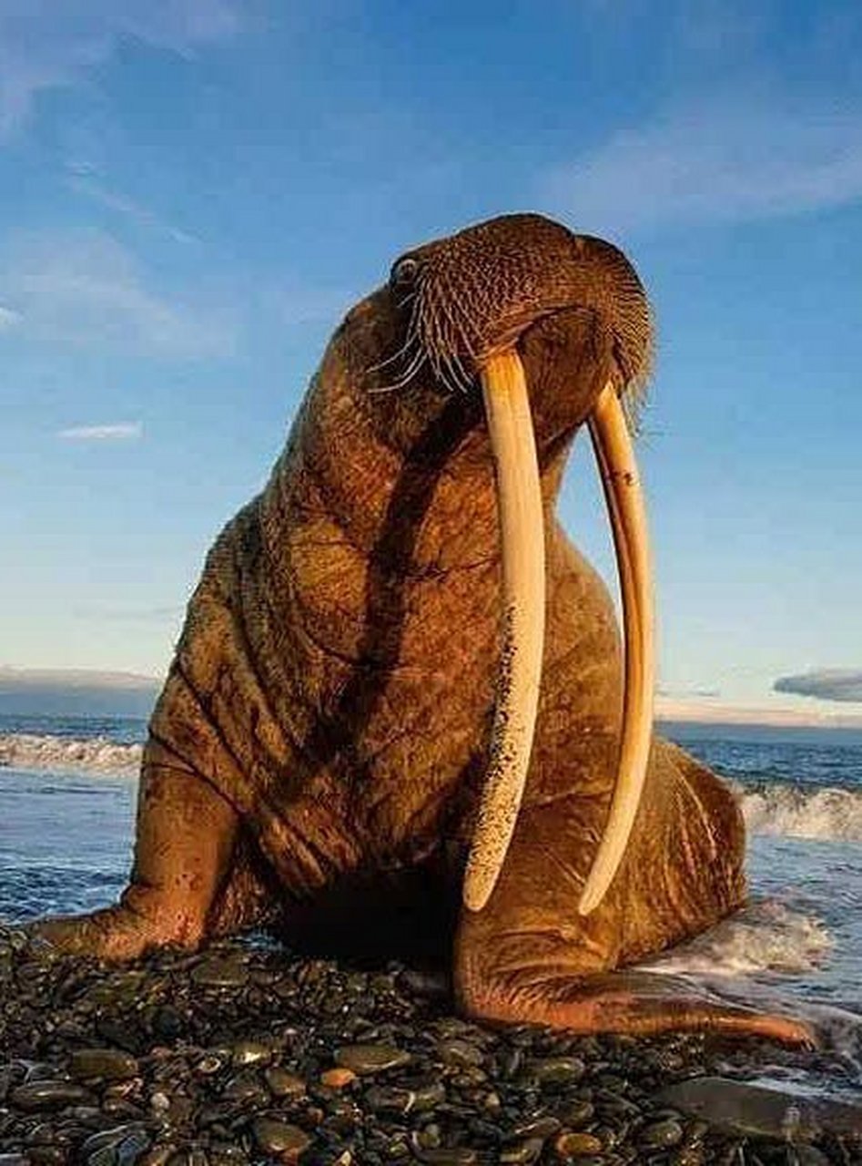 不是,海象是一种水生哺乳动物,首先海象不吃鱼,他也抓不到鱼,海象主要