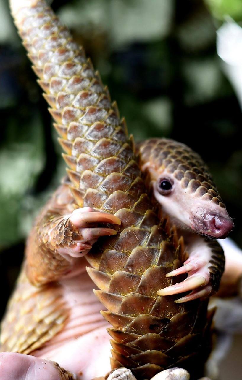 最新!穿山甲能治疗不孕?"快速好孕"-第1张图片-吉泽网