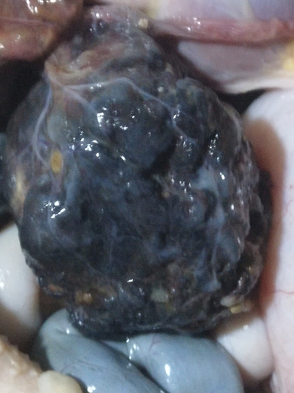 我今天杀鹅从鹅肚子里发现的,请问是鹅宝吗?有保存的价值吗?