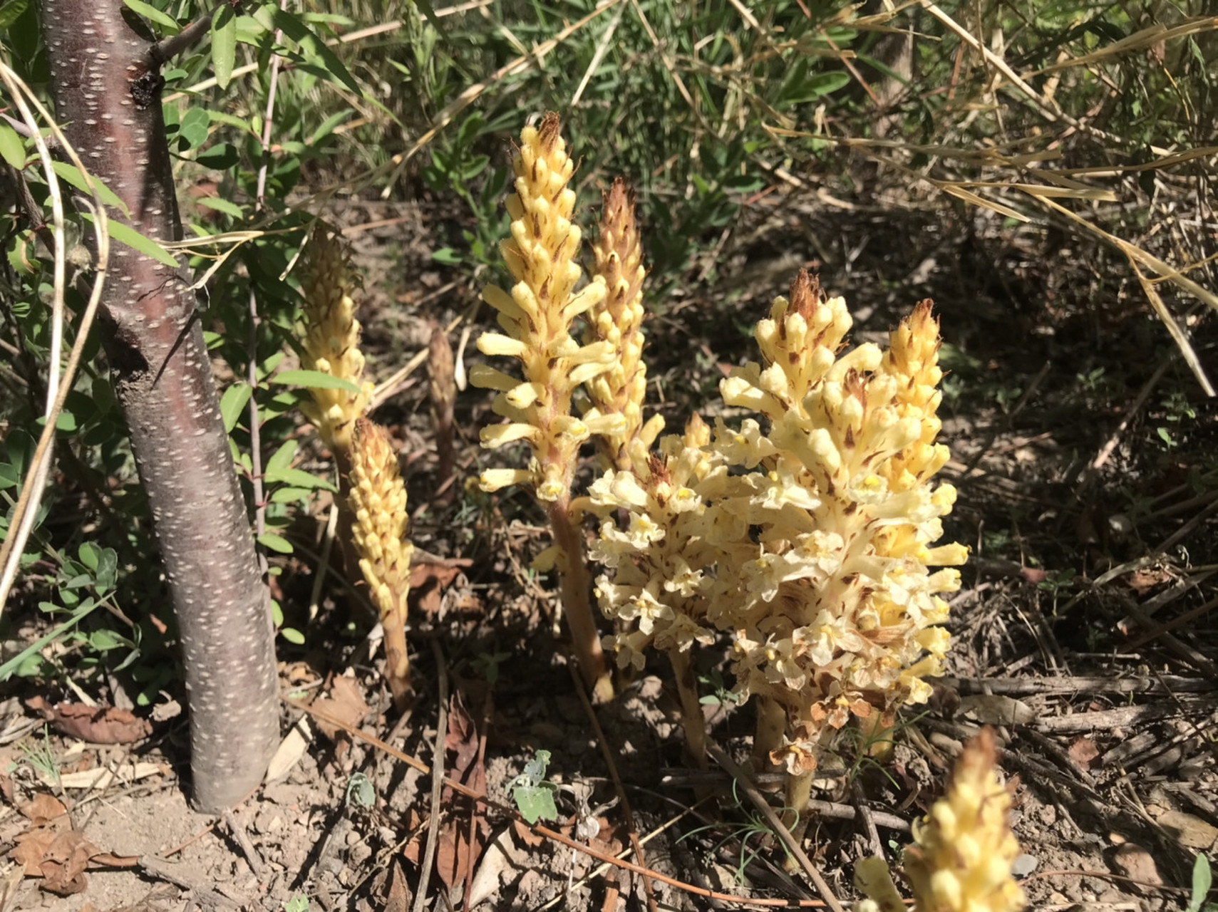 2020年5月,在北京门头沟拍到的黄花列当.