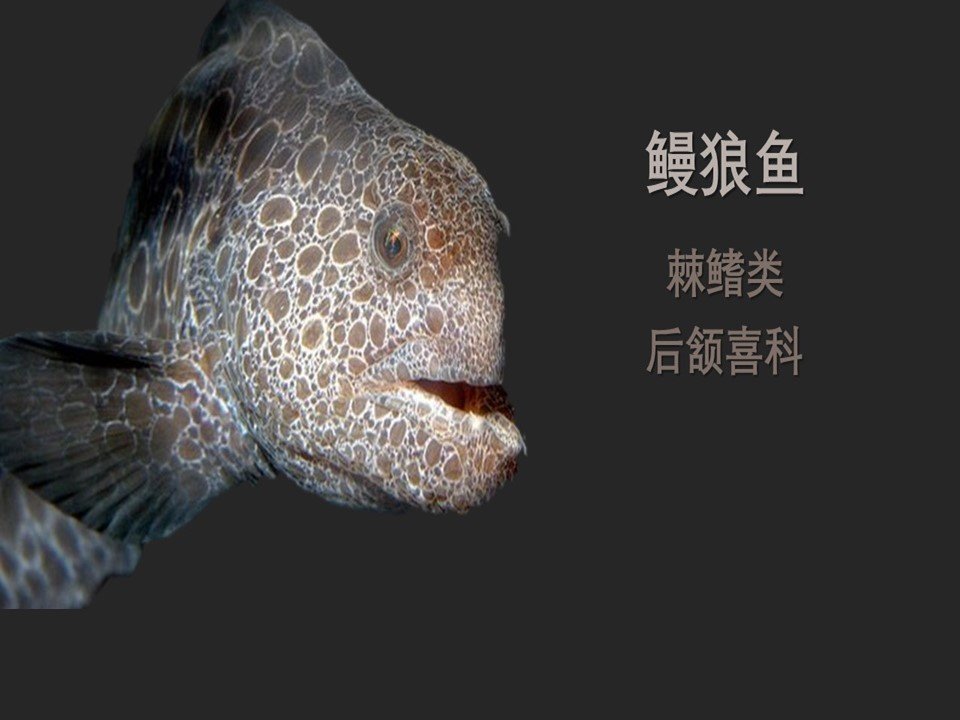 狼鳗,又称龙鳗,鳗狼鱼,属脊索动物门辐鳍鱼纲鲈形目鳗鲷科,属于肉食性