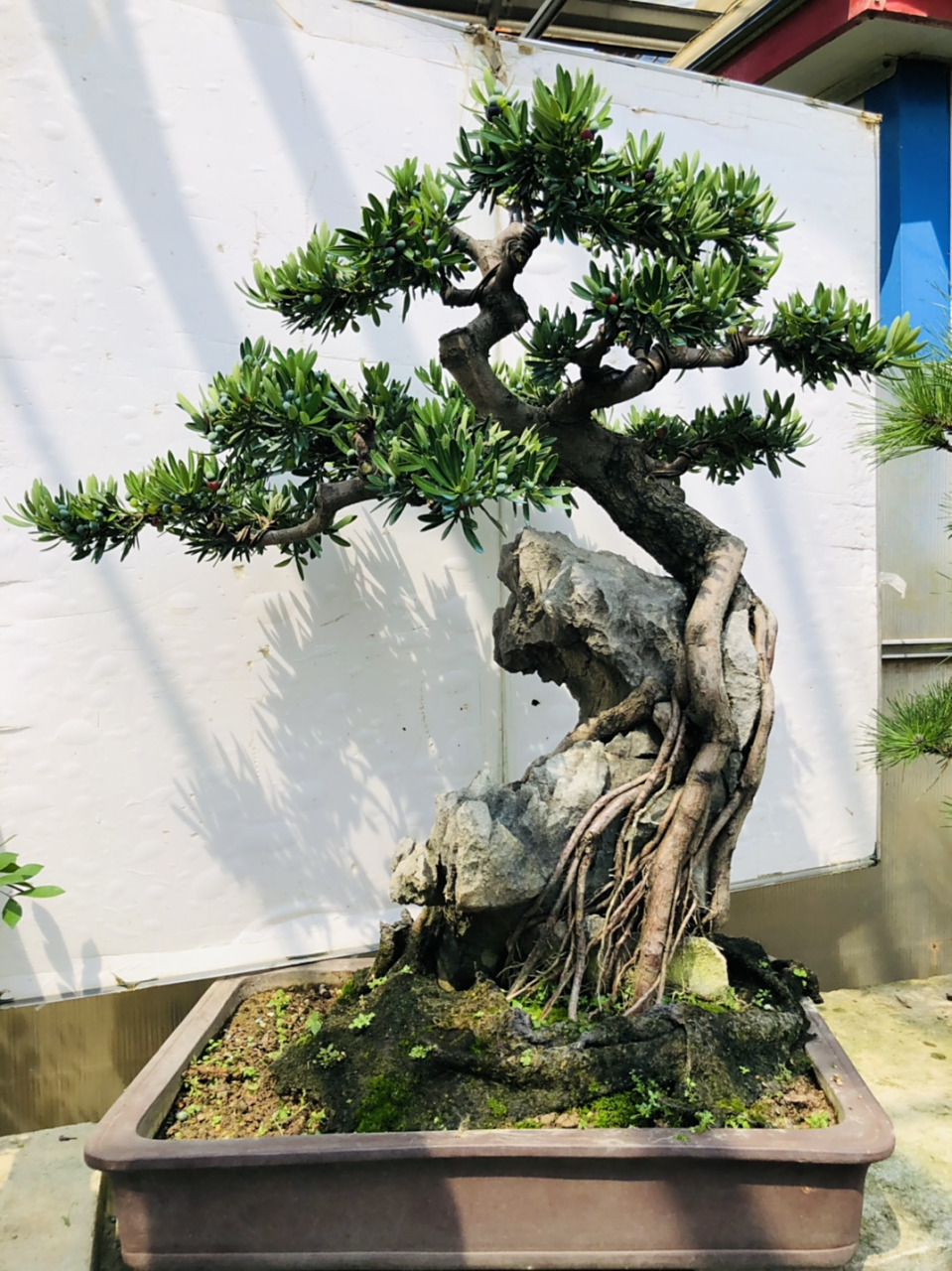 精品提根附石罗汉松