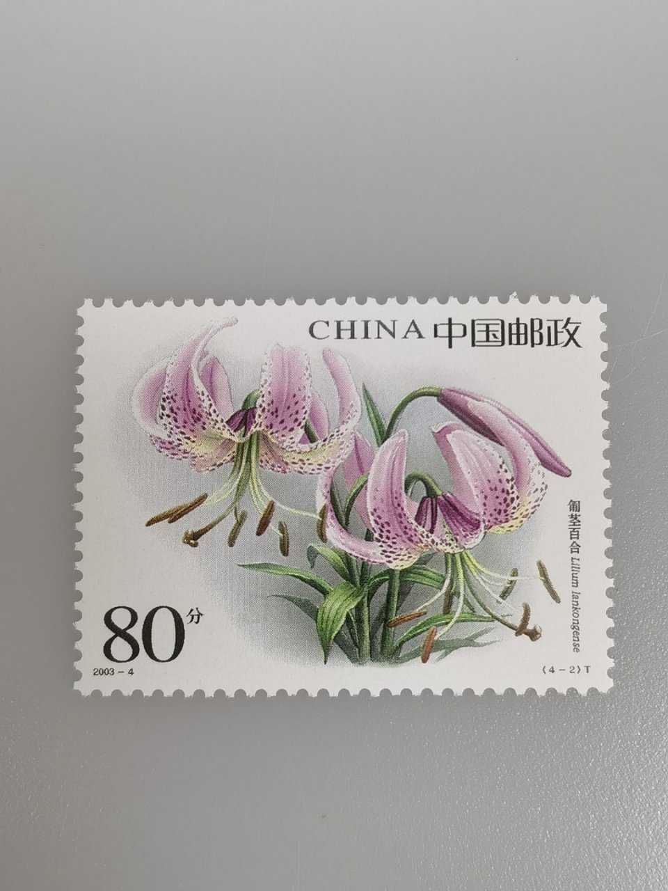 过去的20年～2003年癸未年      匍茎百合(4-2)的画面上,两朵盛开的匍