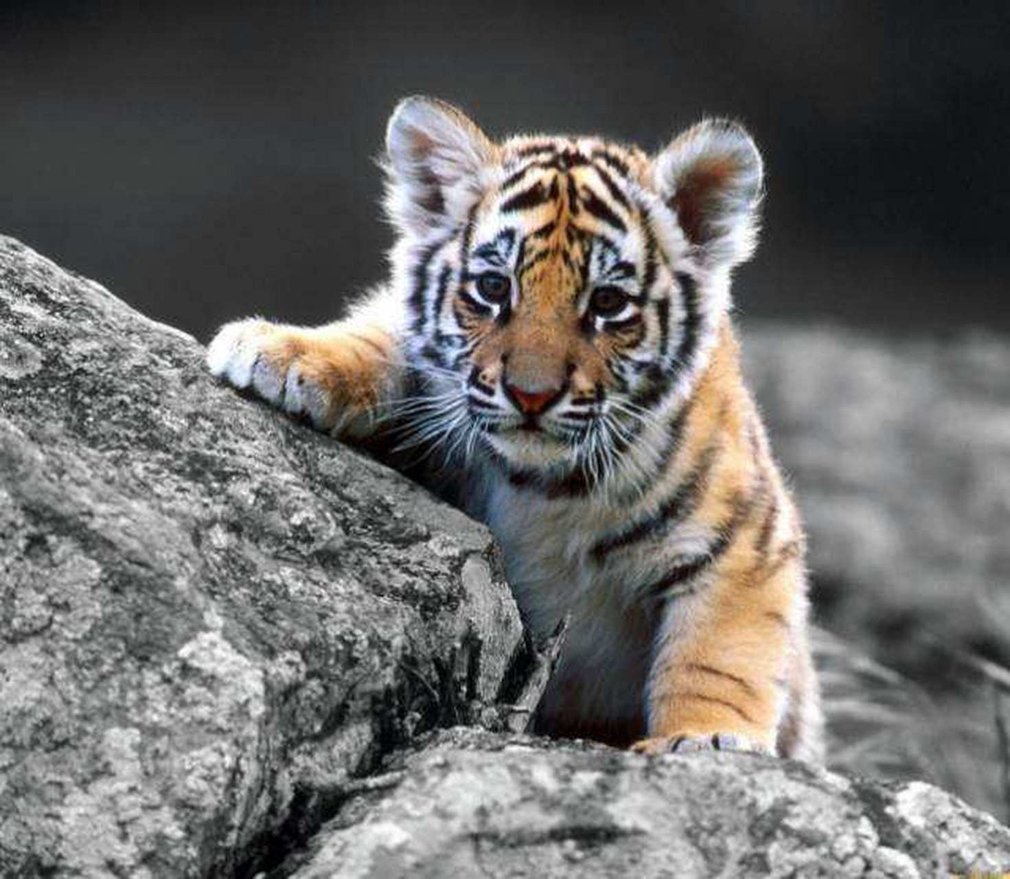 动物园的小老虎真可爱