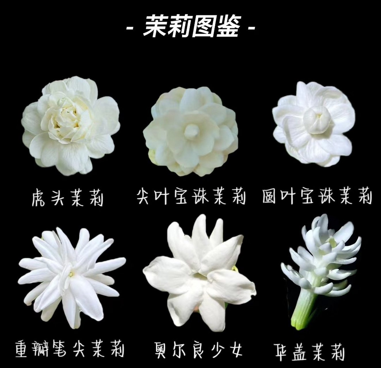 茉莉花品种图鉴(建议收藏)